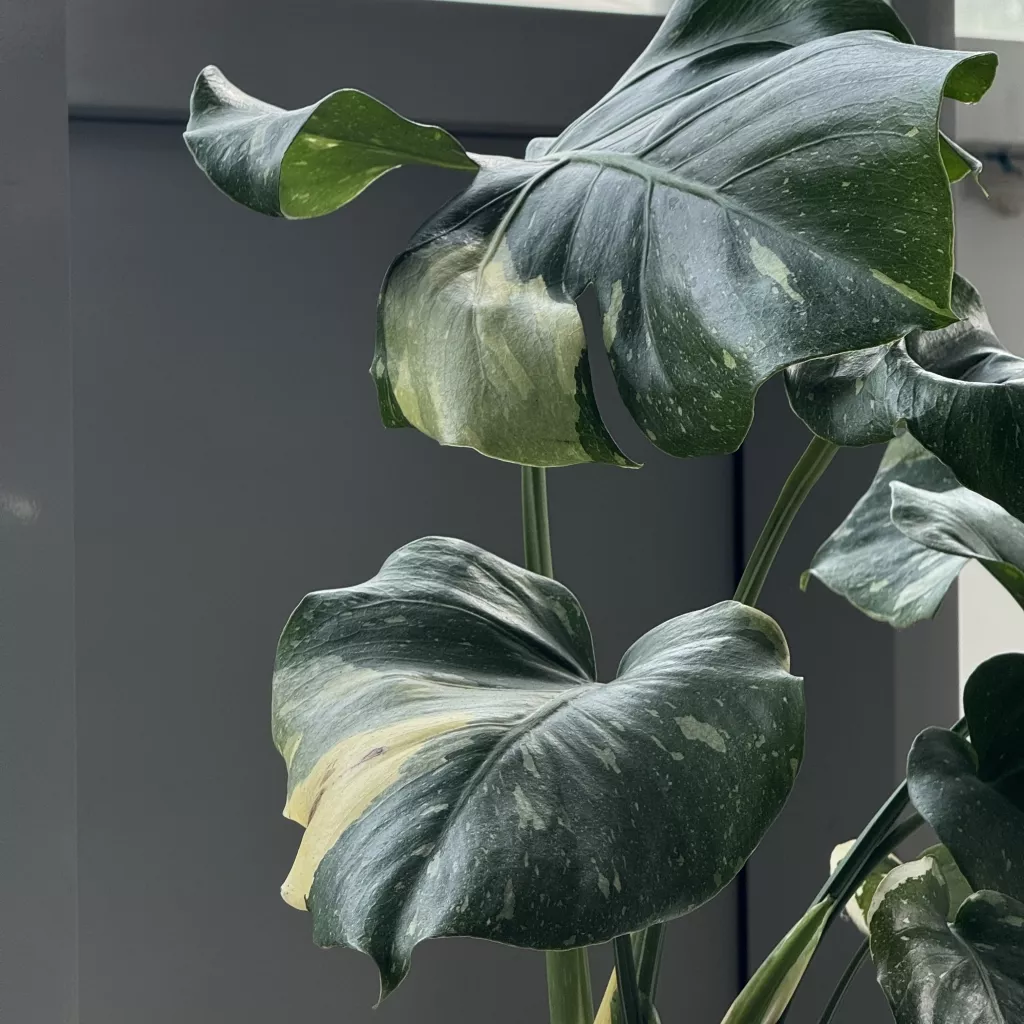 IMG_6045.JPG IMG_6045.JPG