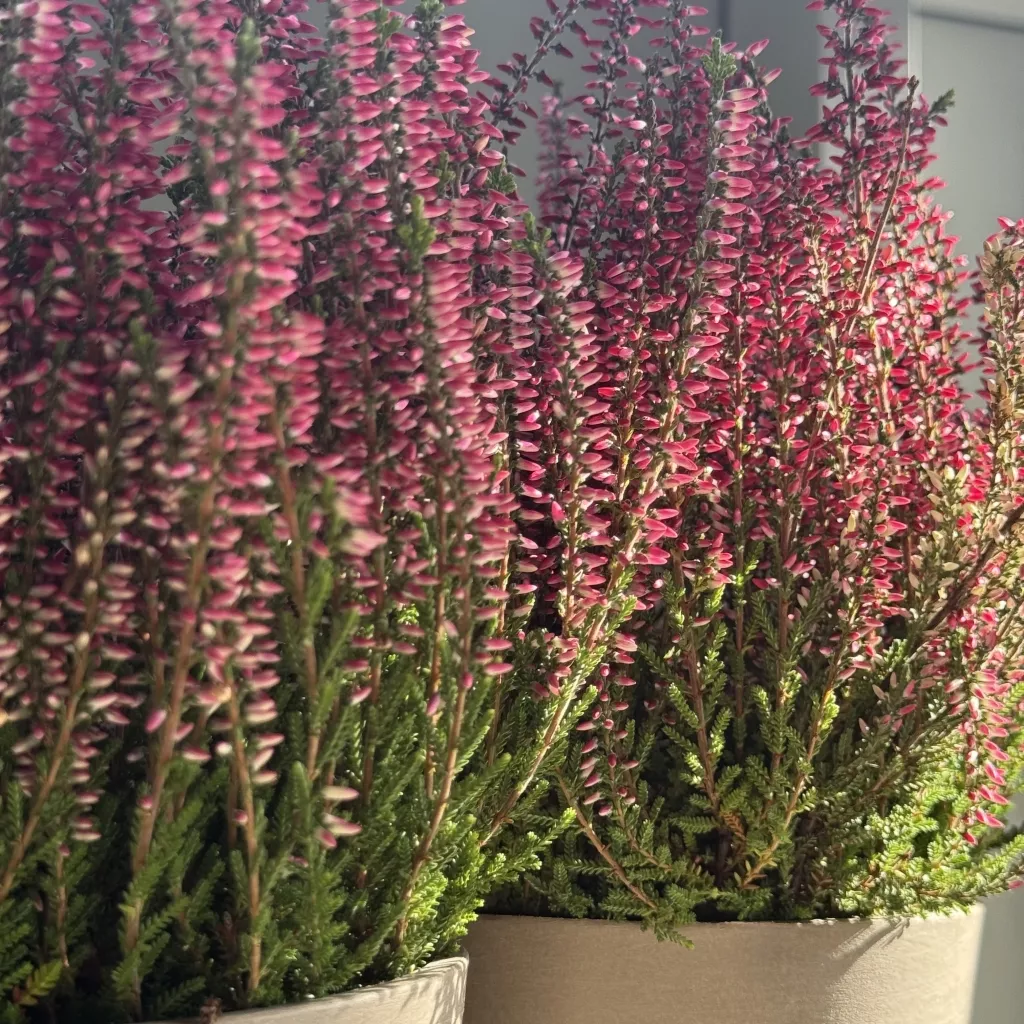 IMG_7308.JPG IMG_7308.JPG