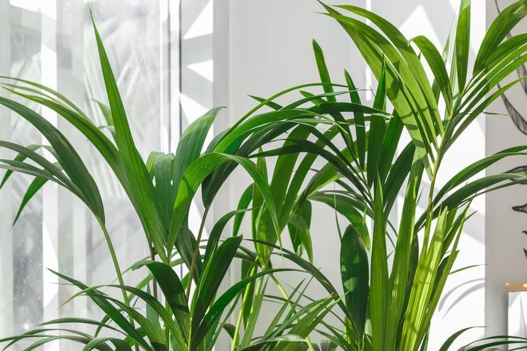 IMG_0155.jpg IMG_0155.jpg