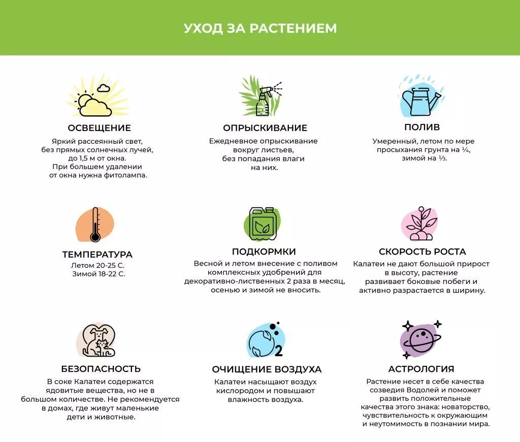 Калатея (1).jpg