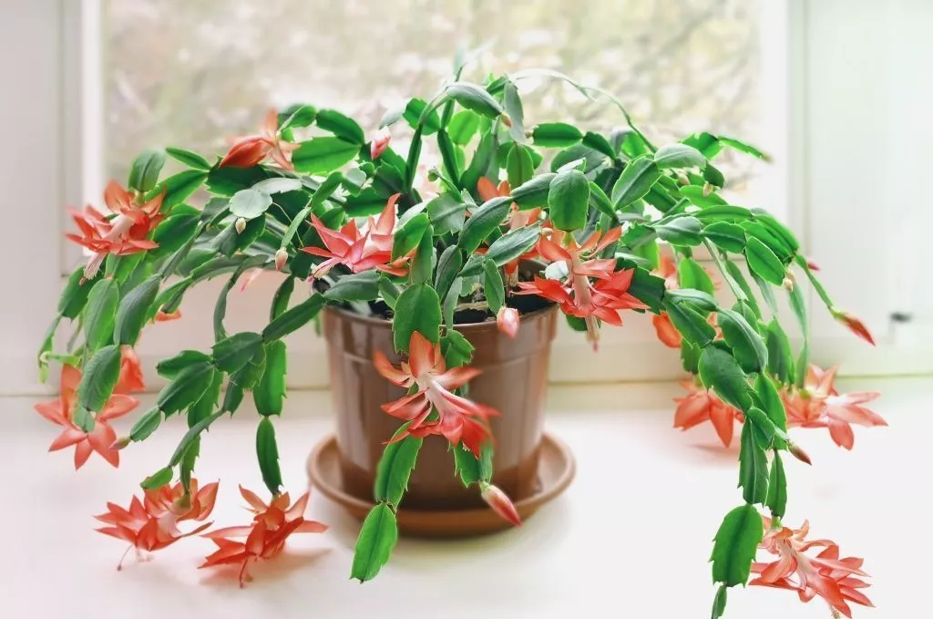 shlu1537.jpg shlu1537.jpg