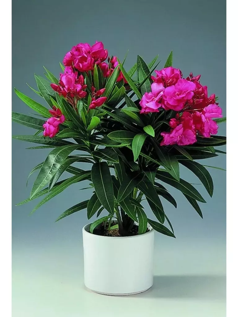 ds34yhg675 (convert.io).jpg ds34yhg675 (convert.io).jpg