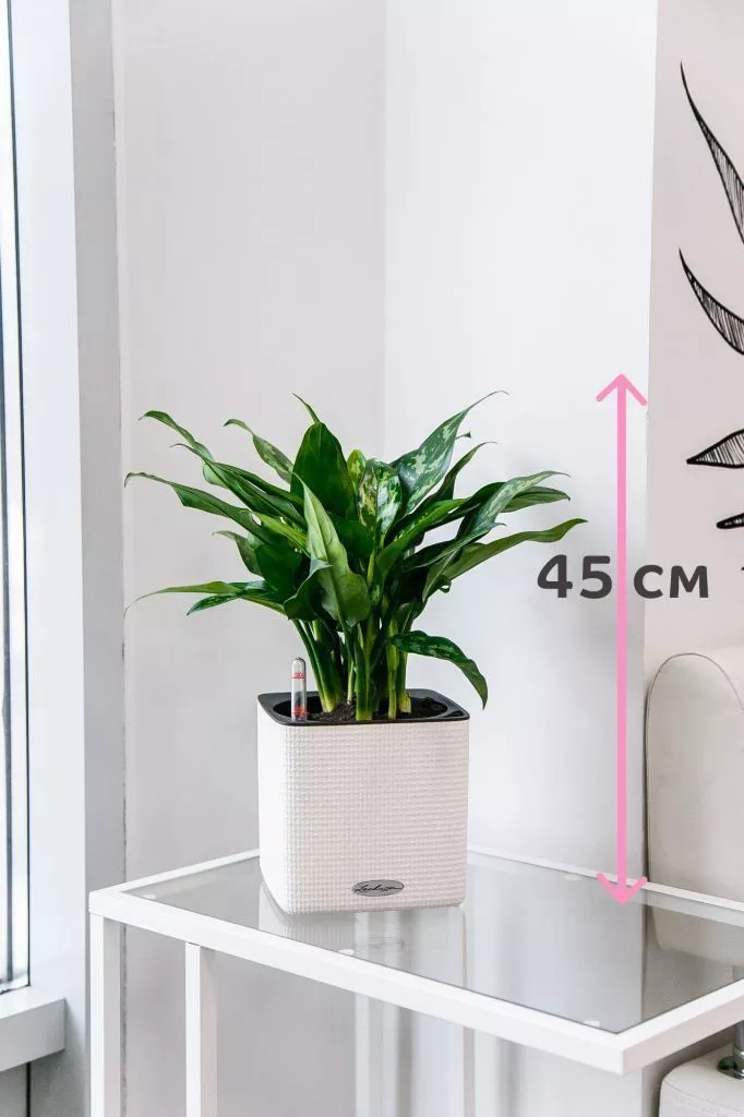 высота растения.jpg