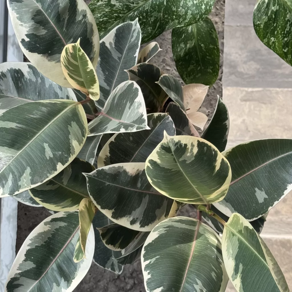 IMG_6064.JPG IMG_6064.JPG