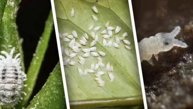 80c439b90452aaca16352265e298810a (1).jpg