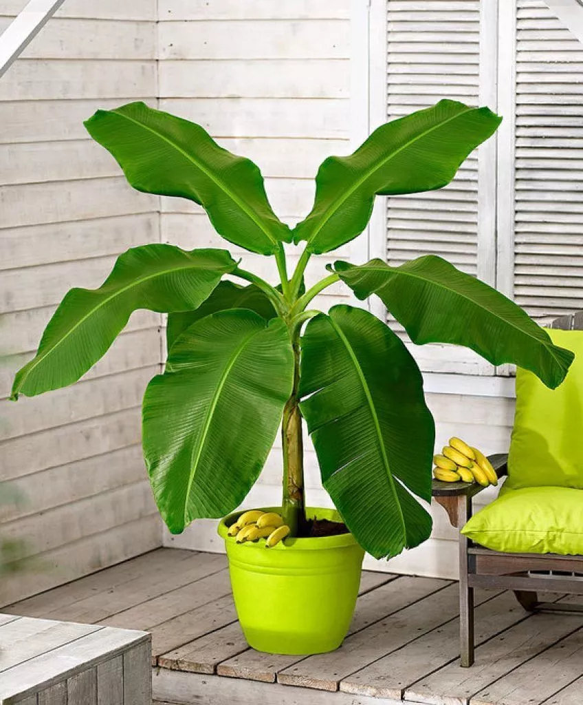 банан.jpg банан.jpg