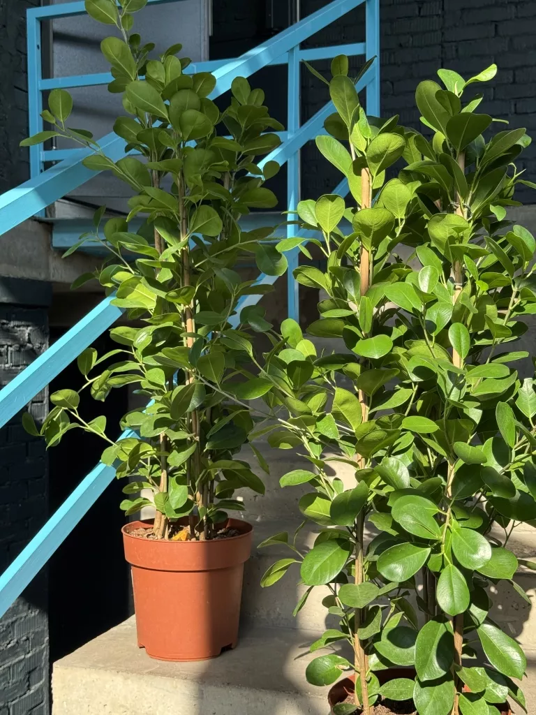 IMG_5548.JPG IMG_5548.JPG