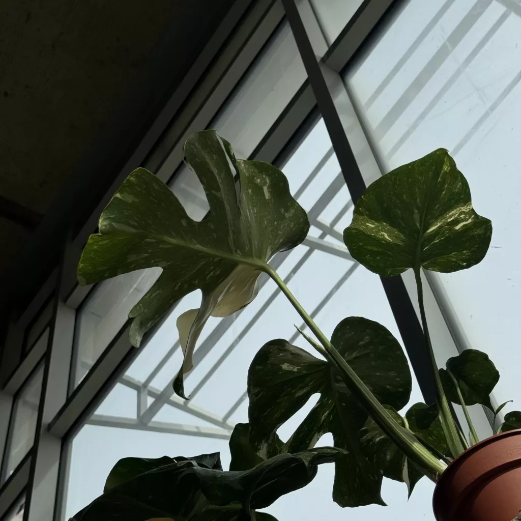 IMG_6055.JPG IMG_6055.JPG