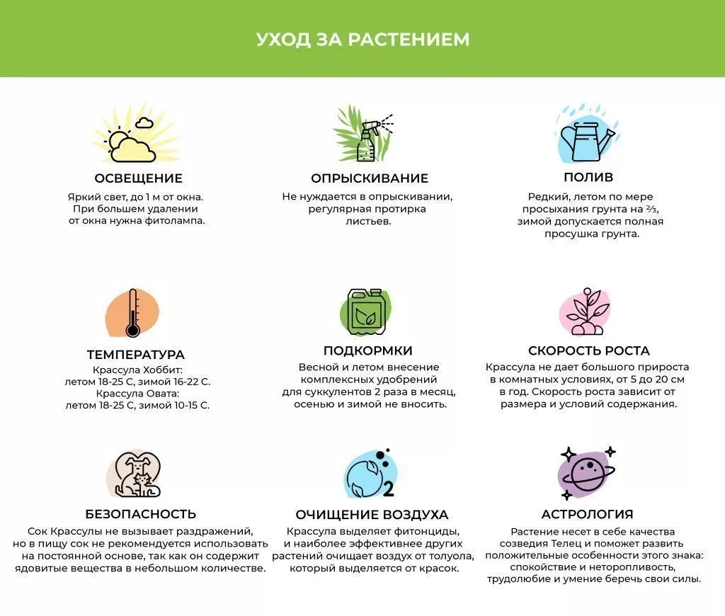 Крассула Хоббит и Овата.jpg Крассула Хоббит и Овата.jpg