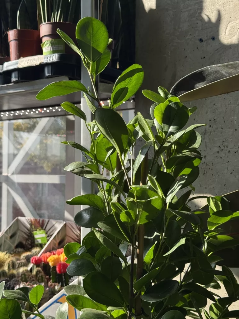 IMG_5512.JPG IMG_5512.JPG