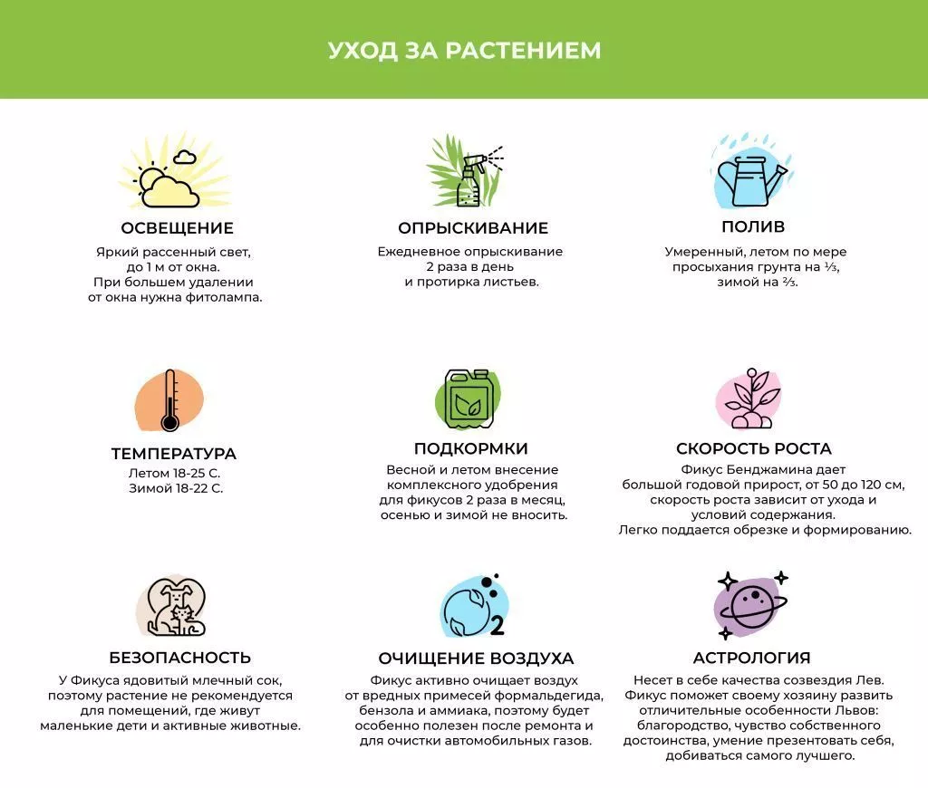 Фикус Бенджамина (1).jpg Фикус Бенджамина (1).jpg