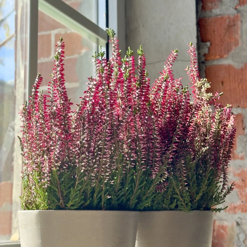 IMG_7298.jpg IMG_7298.jpg