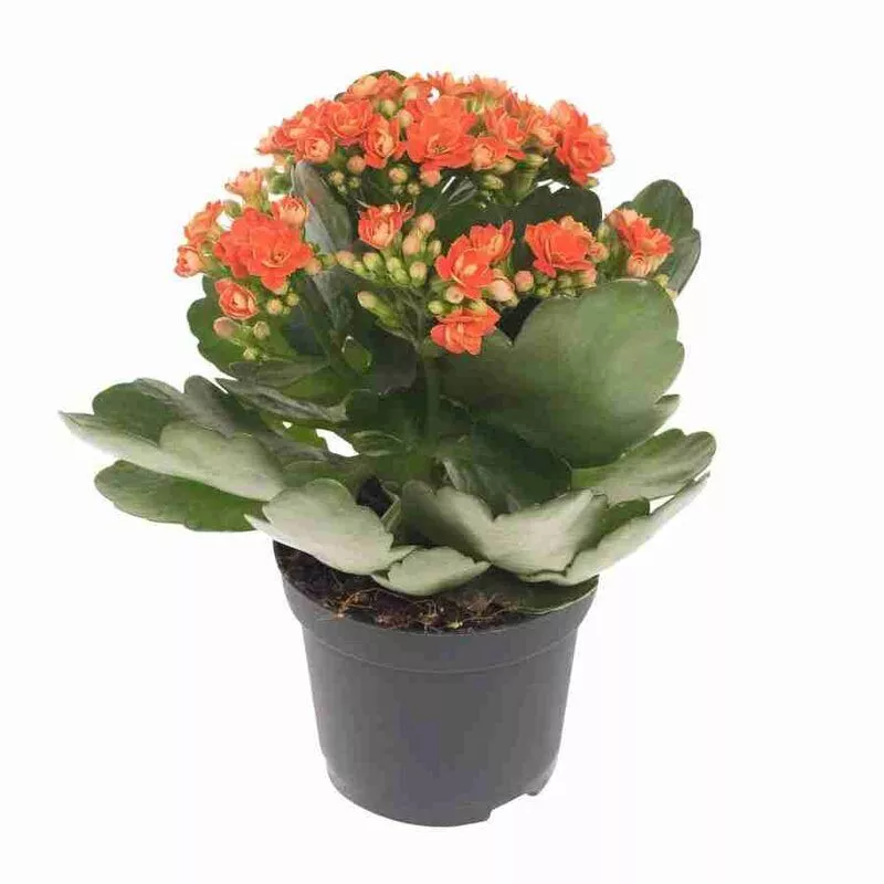 kalanhoyaye1537.jpg kalanhoyaye1537.jpg