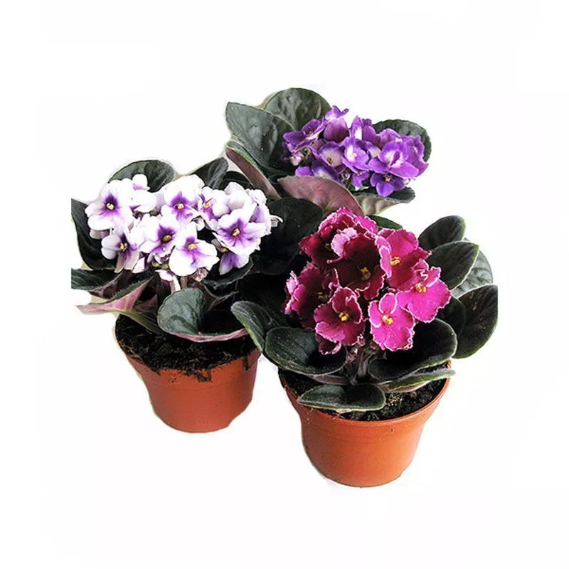 fialka-miks-mo-lips-12.jpeg fialka-miks-mo-lips-12.jpeg