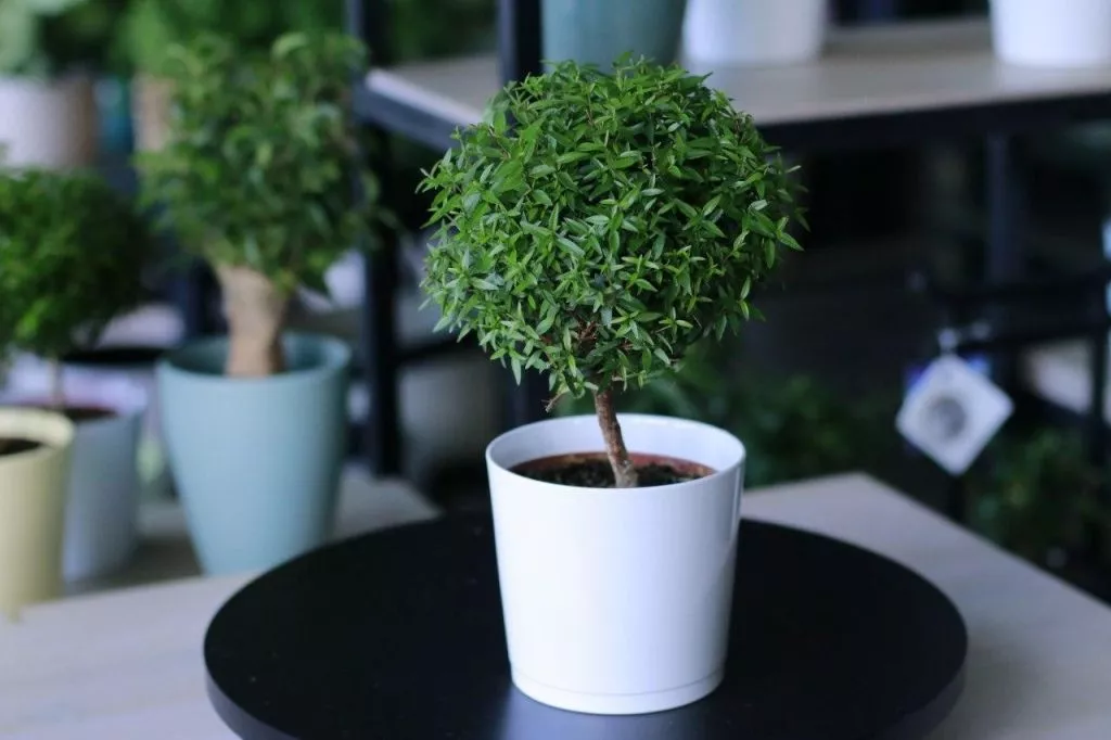 mitr-29.jpg mitr-29.jpg