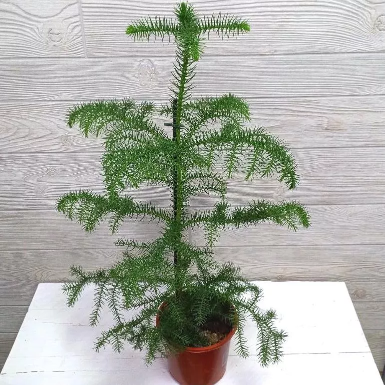 araukarija-v-gorshke1.jpg araukarija-v-gorshke1.jpg