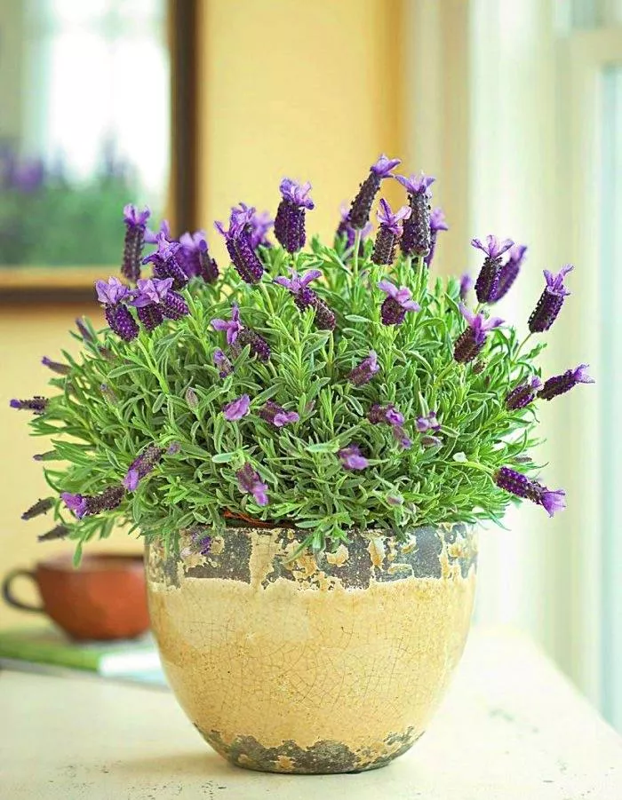 lavanda.jpg