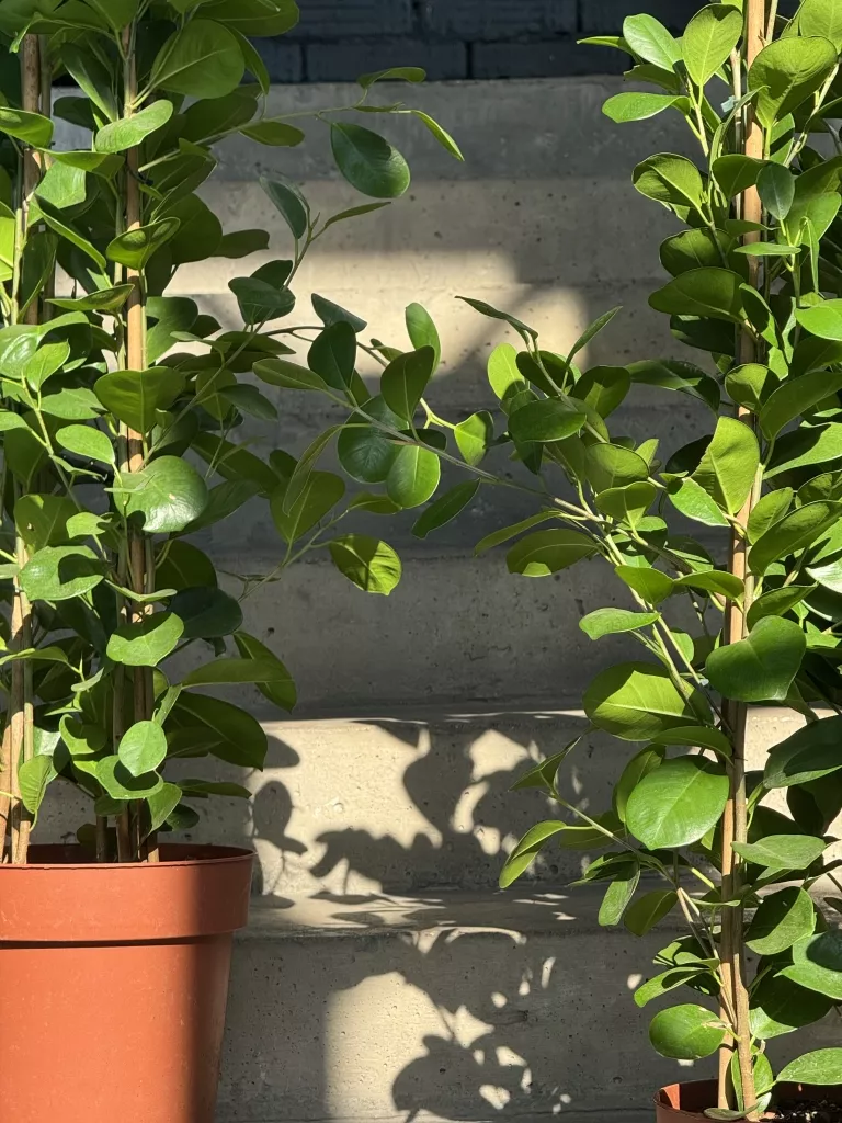 IMG_5553.JPG IMG_5553.JPG