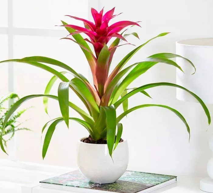 guzmaniya-v-gorshke1.jpg guzmaniya-v-gorshke1.jpg