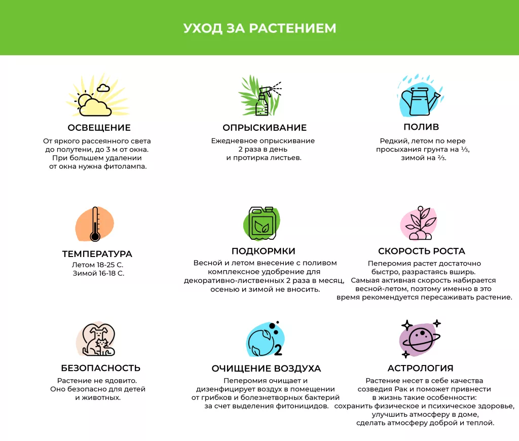 Пеперомия Грин.png Пеперомия Грин.png