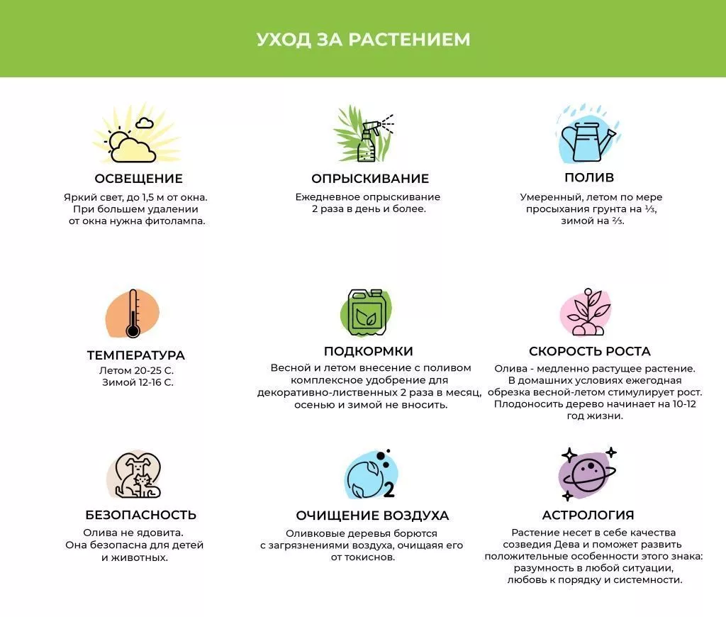 Олива.jpg Олива.jpg