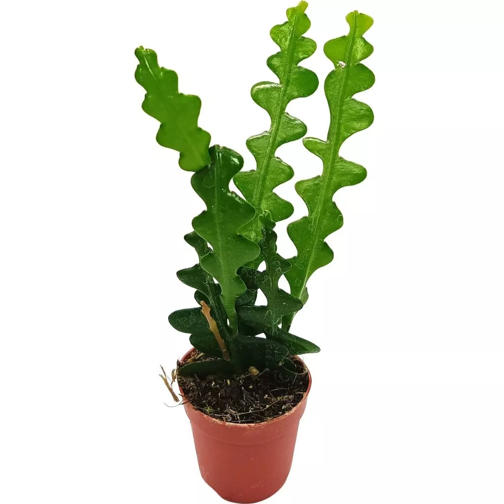 epic1537.jpg epic1537.jpg