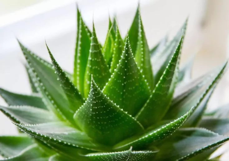 aloe2.jpg