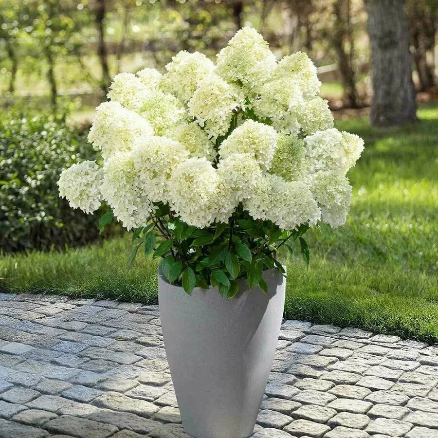 orig (convert.io).jpg orig (convert.io).jpg