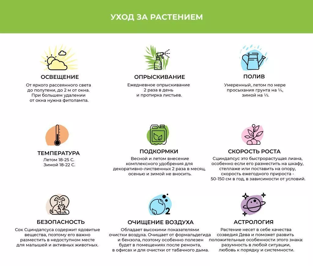 Сциндапсус (1).jpg