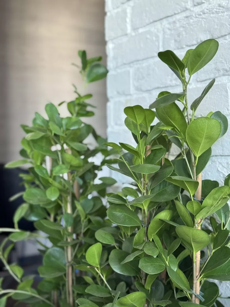 IMG_5520.JPG IMG_5520.JPG