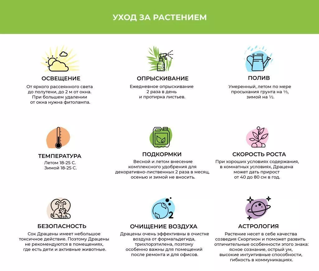 Драцена (1).jpg