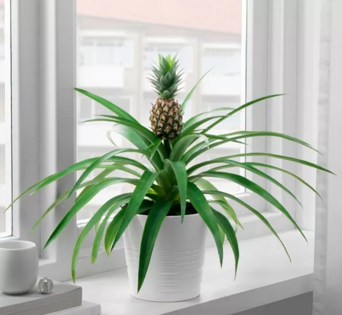 ananas-v-gorshke1.png ananas-v-gorshke1.png