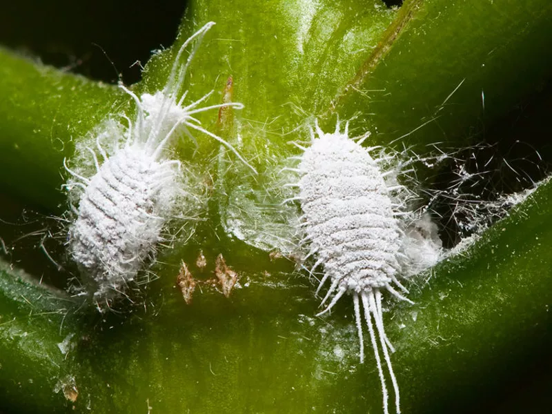 chervets-muchnistyi.jpg chervets-muchnistyi.jpg