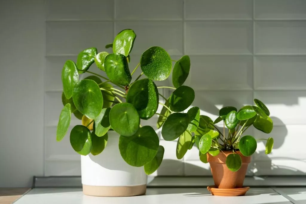 pilea.jpg pilea.jpg