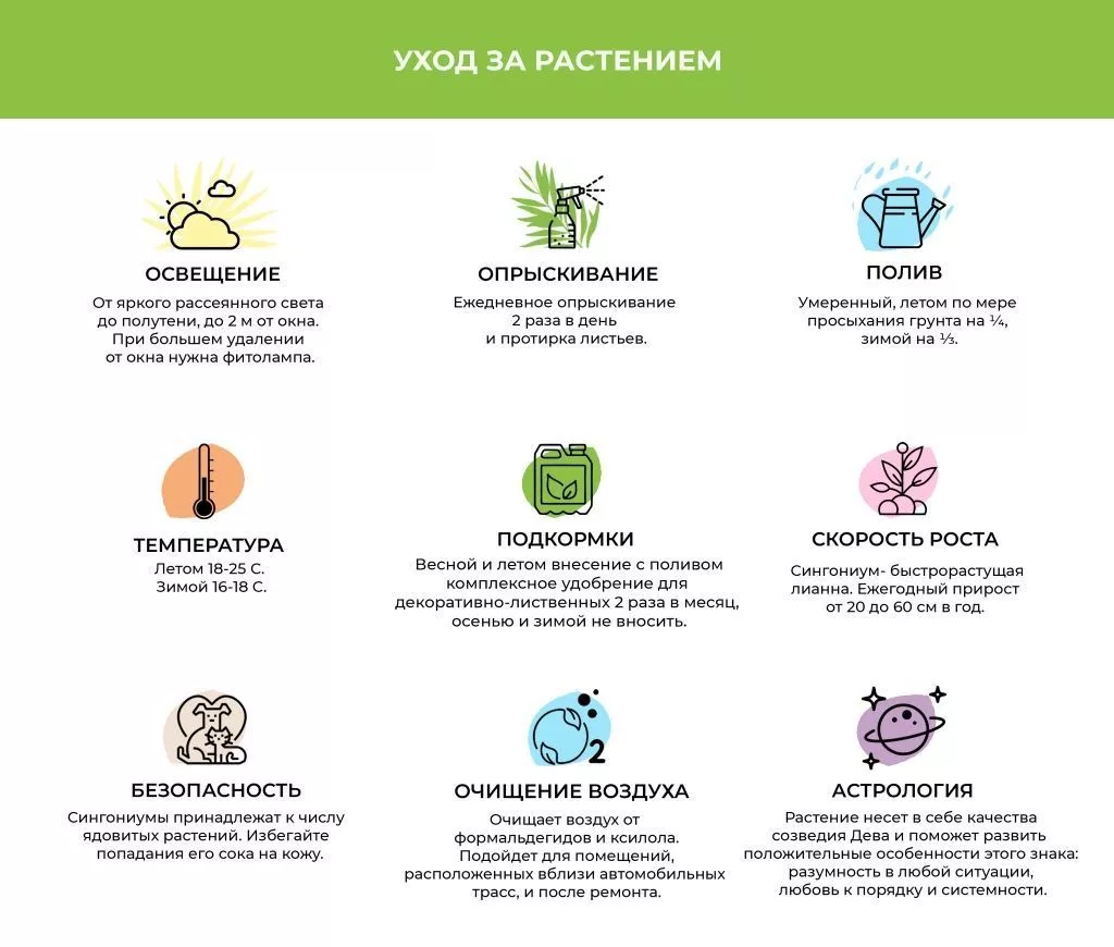 Сингониум.jpg Сингониум.jpg