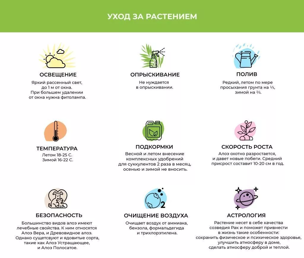 Алоэ.jpg Алоэ.jpg