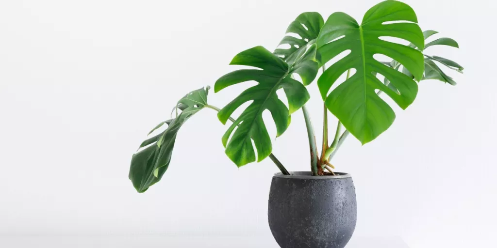 655036.jpg 655036.jpg