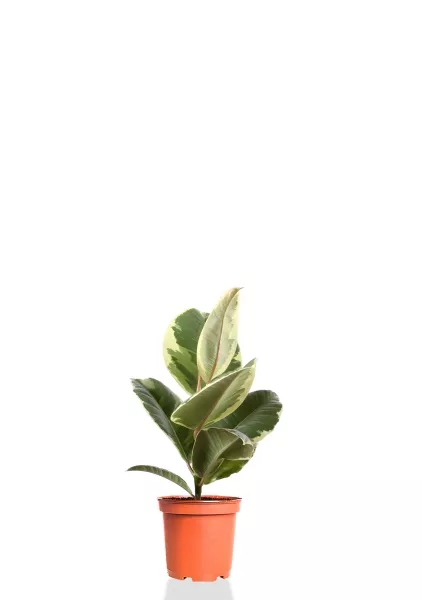 Фикус Эластика Тинеке 12/35 см