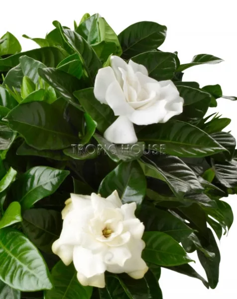 Гардения Жасминовидная в CLASSICO LS 21