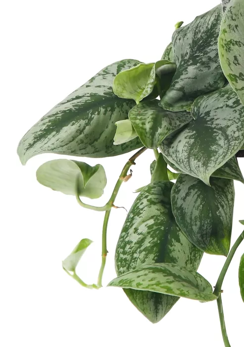 Сциндапсус Пиктус в CANTO STONE 14