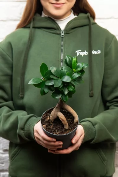 Фикус Микрокарпа 12/30 см в LAMELA MAGNOLIA fi 135