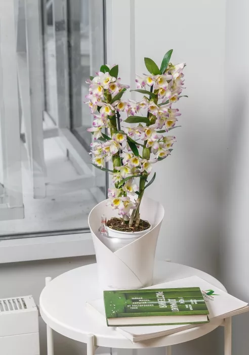 Орхидея Дендробиум розовый в ORCHIDEA 18