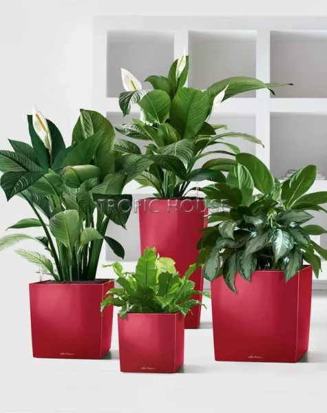 Кашпо LECHUZA CUBE 50х50 см