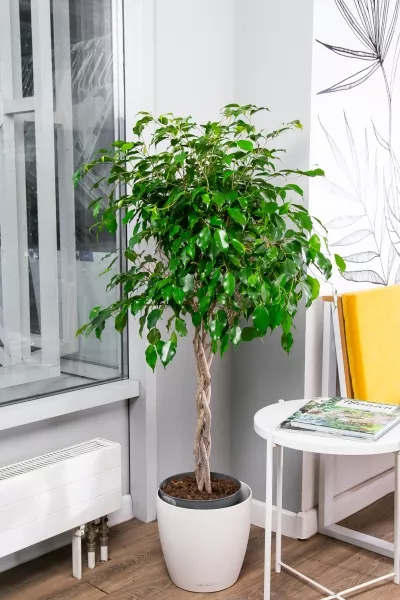 Фикус Экзотика переплетенный 23/110 см