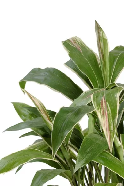 Кордилина в горшке (5 стволов)