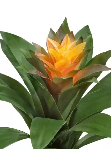 Гузмания Сангвиния жёлтая