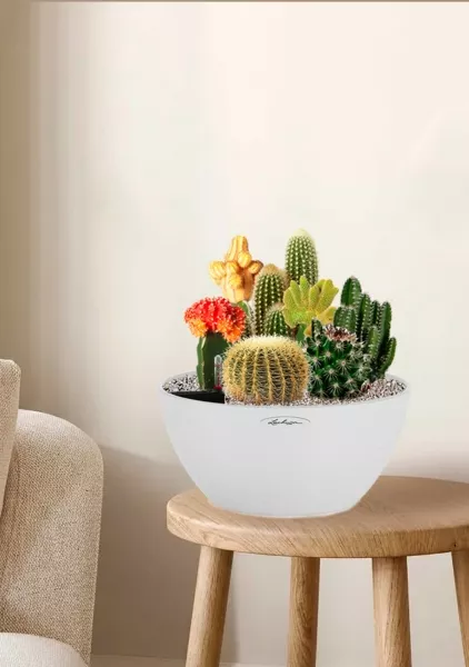 Композиция с кактусами в CUBETO COLOR 30