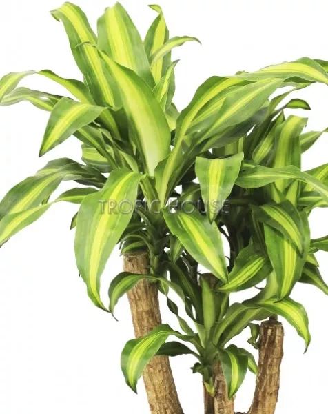 Драцена душистая Массанжеана в RONDO 40