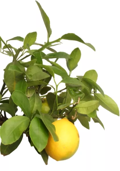 Цитрофортунелла Лимон 15/40 см в CLASSICO Color 21