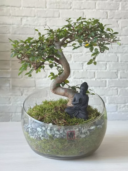Бонсай микс в стекле 11/15 см